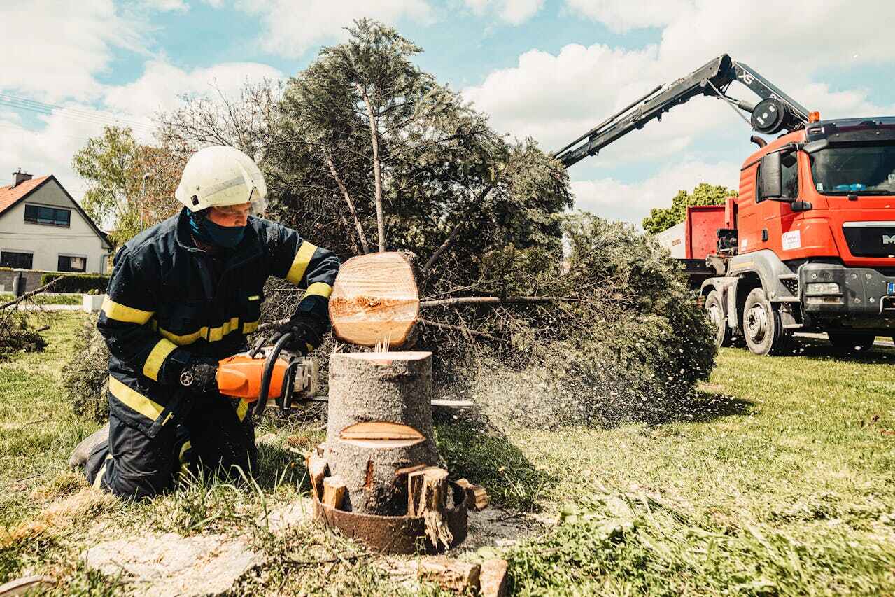 Professional Tree Service in Chuluota, FL